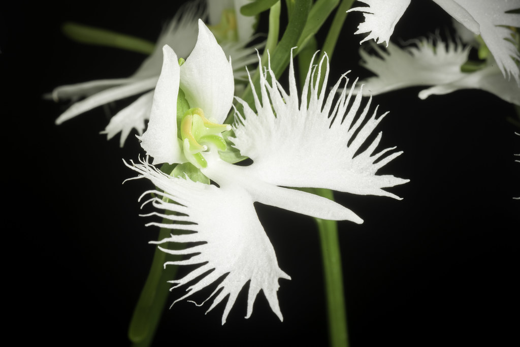 Habenaria radiate orchid