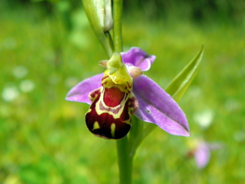 orchis epifera bee orchid