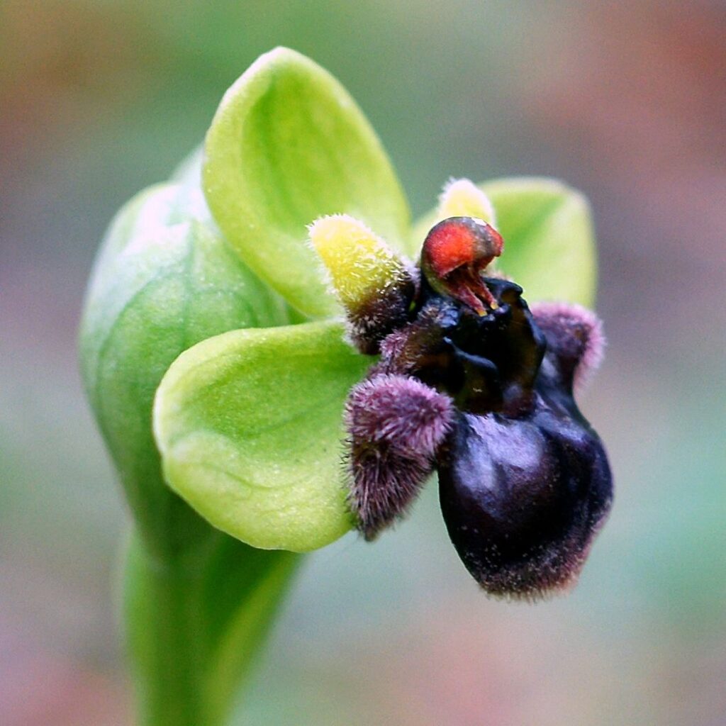 Ophrys bombyliflora