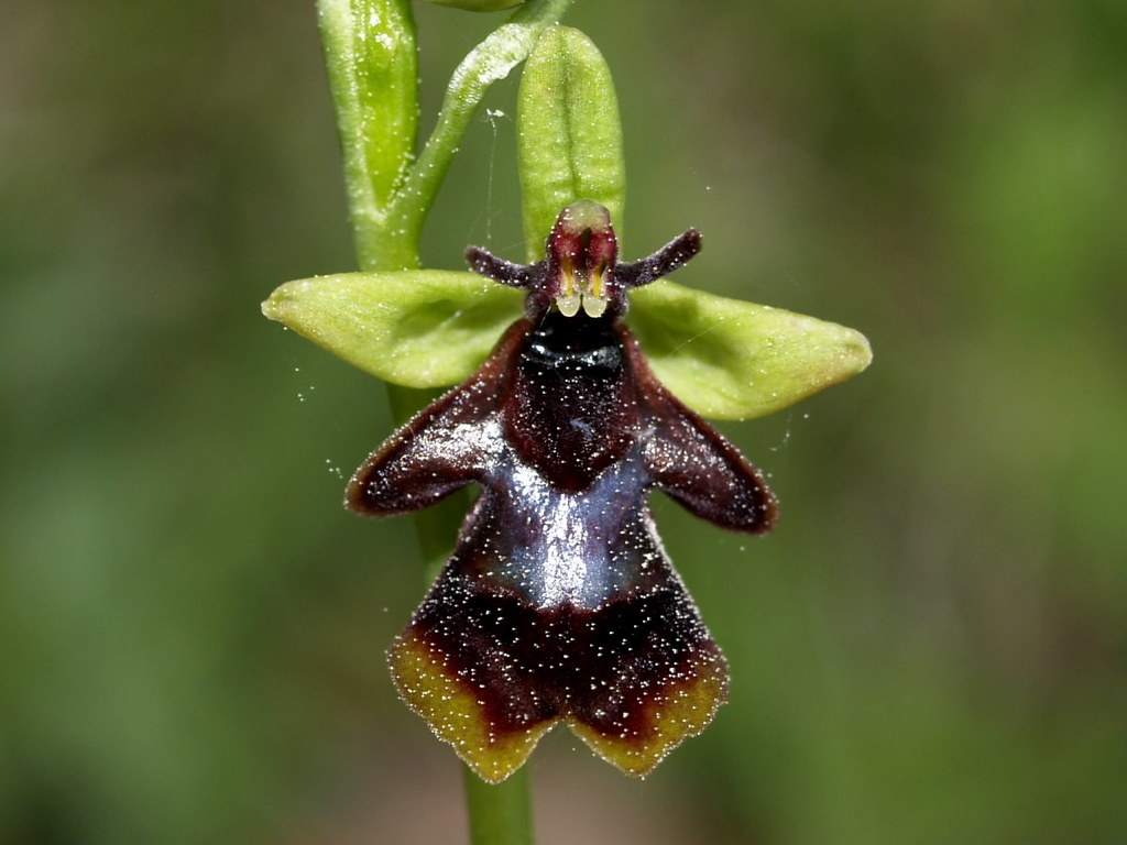 Ophrys insectifera, fly orchid 