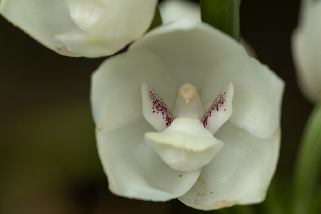 holy ghost orchid