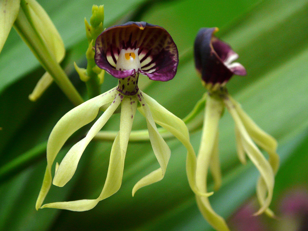 Prosthechea cochleata clamshell orchid