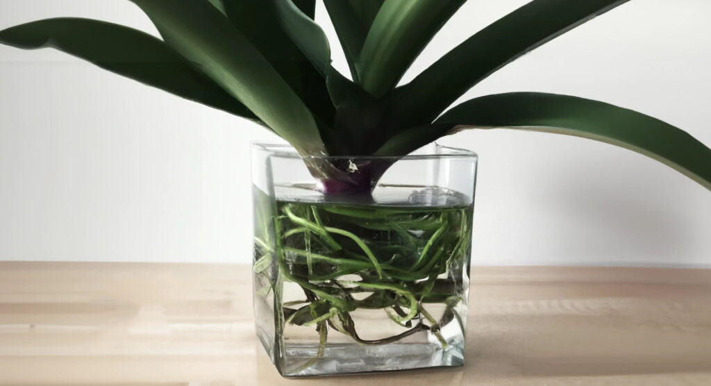 Can orchids grow in water
