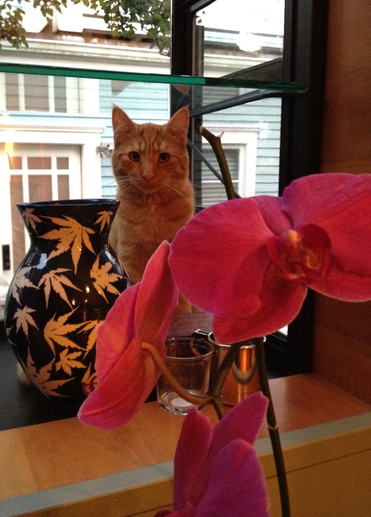 Cat with orchid