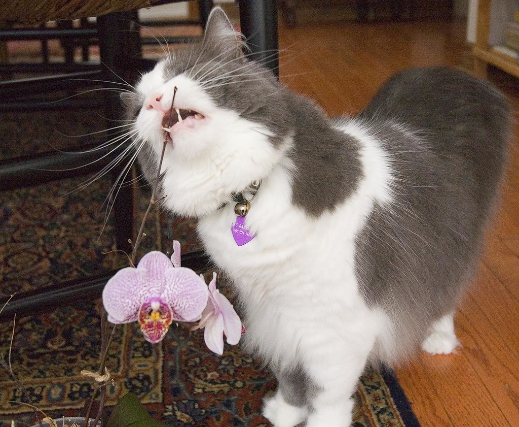 Are orchids poisonous to cats