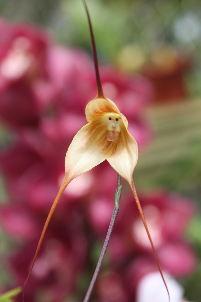 orchids with faces
