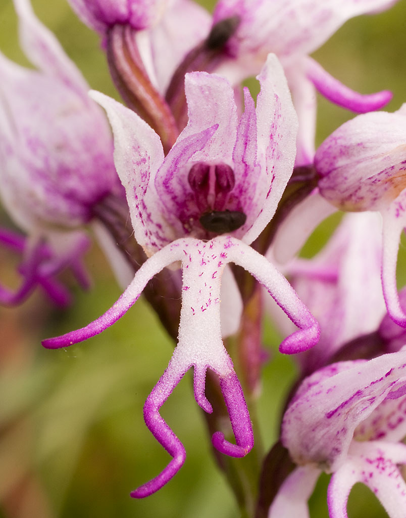 naked man orchid with faces