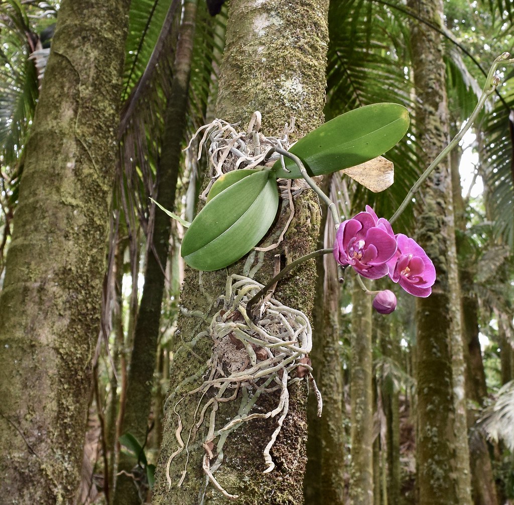 Epiphytic growth for outside orchids