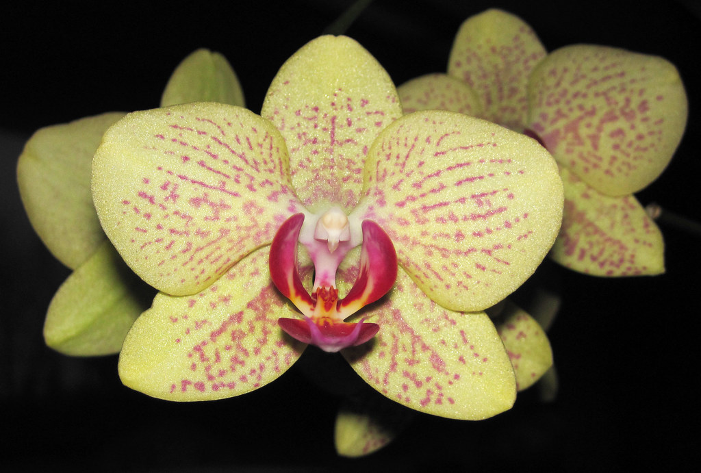 phalaenopsis orchid