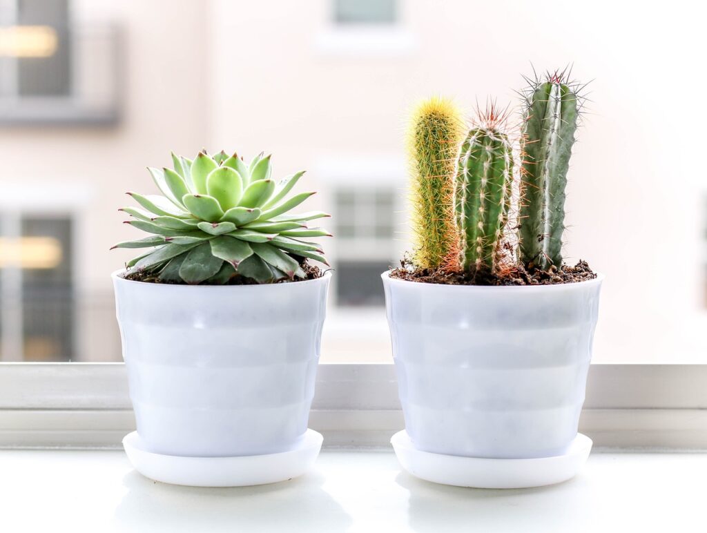 7 things to know before buying succulents for beginners