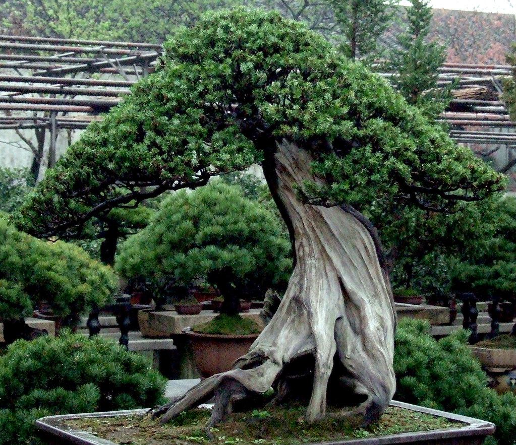 Why do bonsai trees live so long