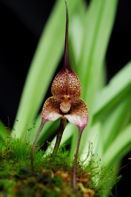 Dracula sibundoyensis
live monkey face orchid