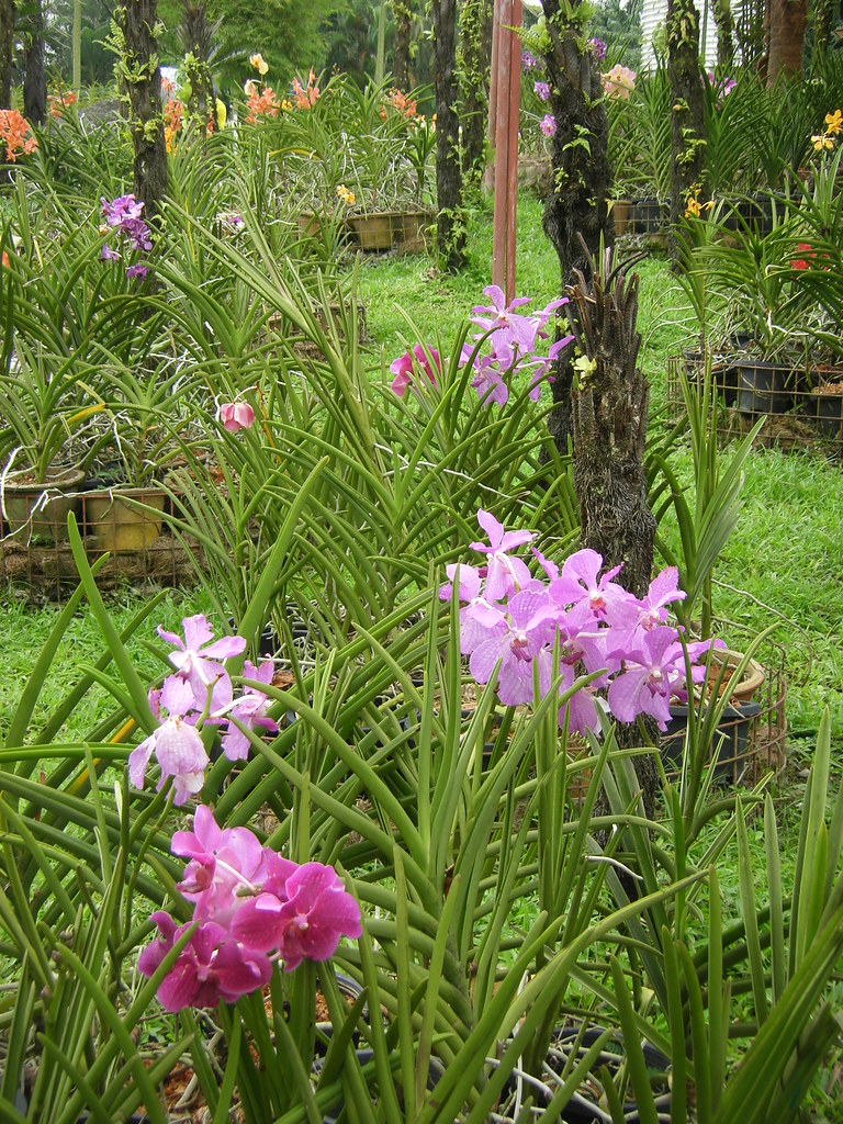 Where to put orchids outside