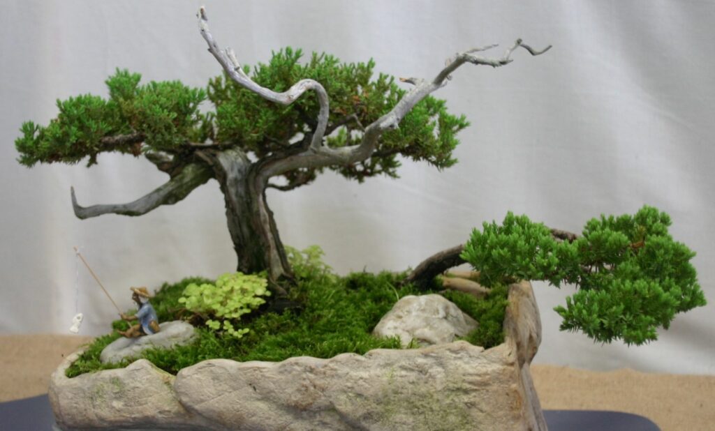 types of Green mound juniper or Japanese garden juniper bonsai