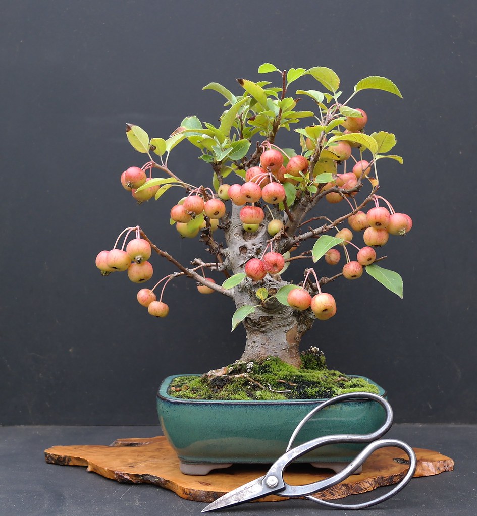 How to Grow Bonsai Fruit Trees
