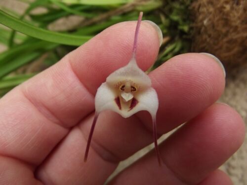 Monkey face orchid live plants for sale
dracula lotax