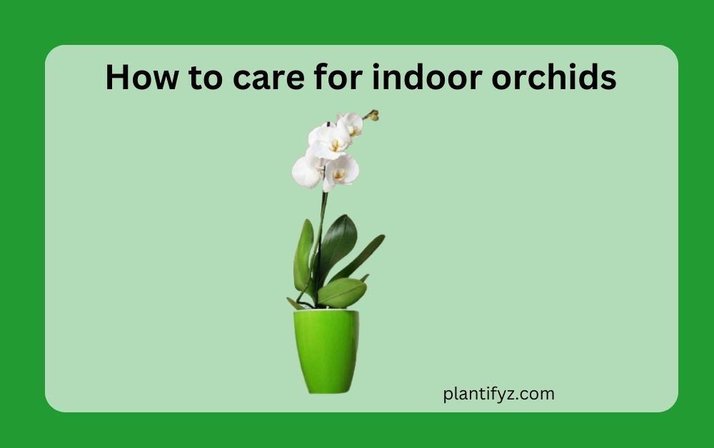 How to care for indoor orchids