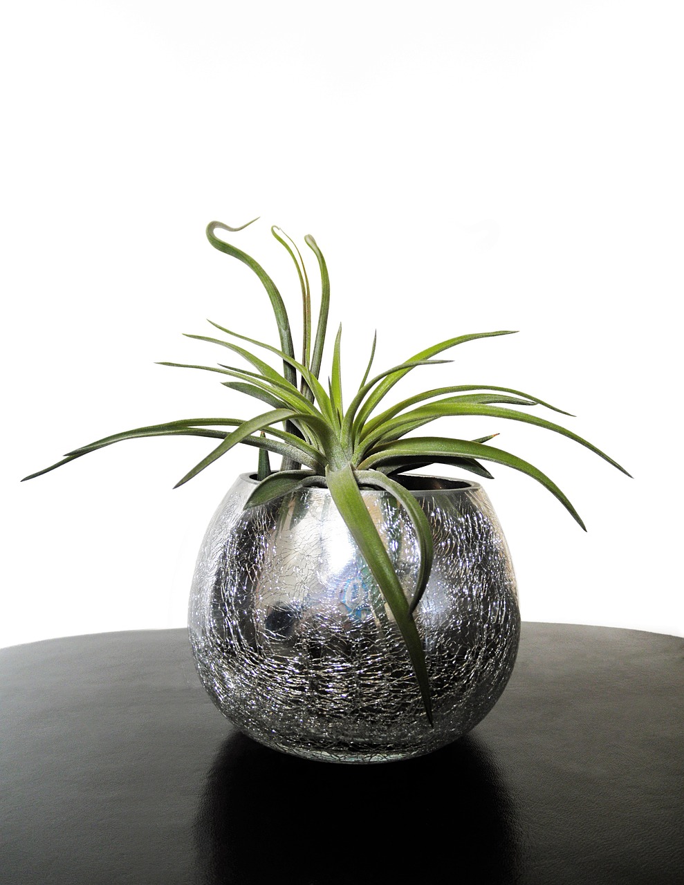 air plants, tillandsia, plant-730164.jpg