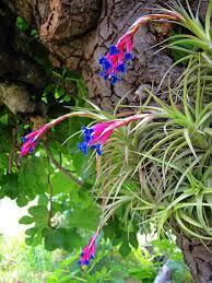 where to grow air plants outside