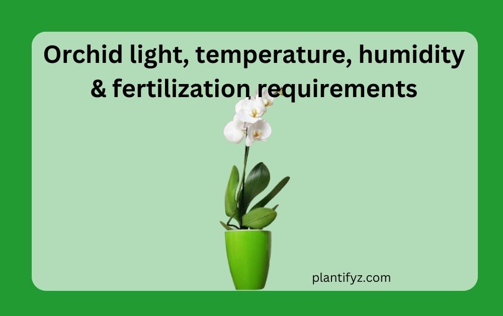 Orchid light, temperature, humidity & fertilization requirements