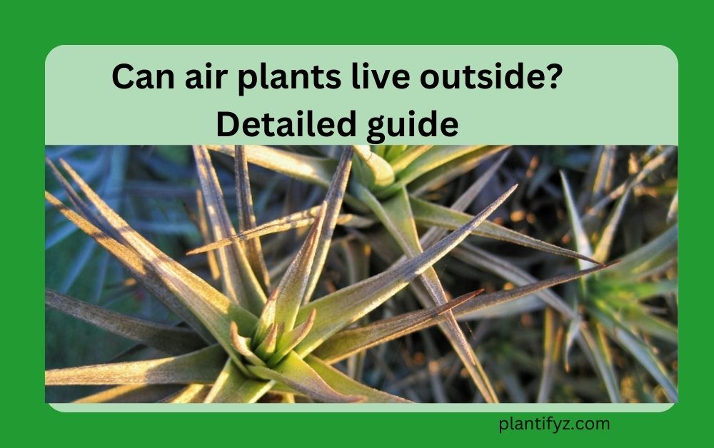 Can air plants live outside