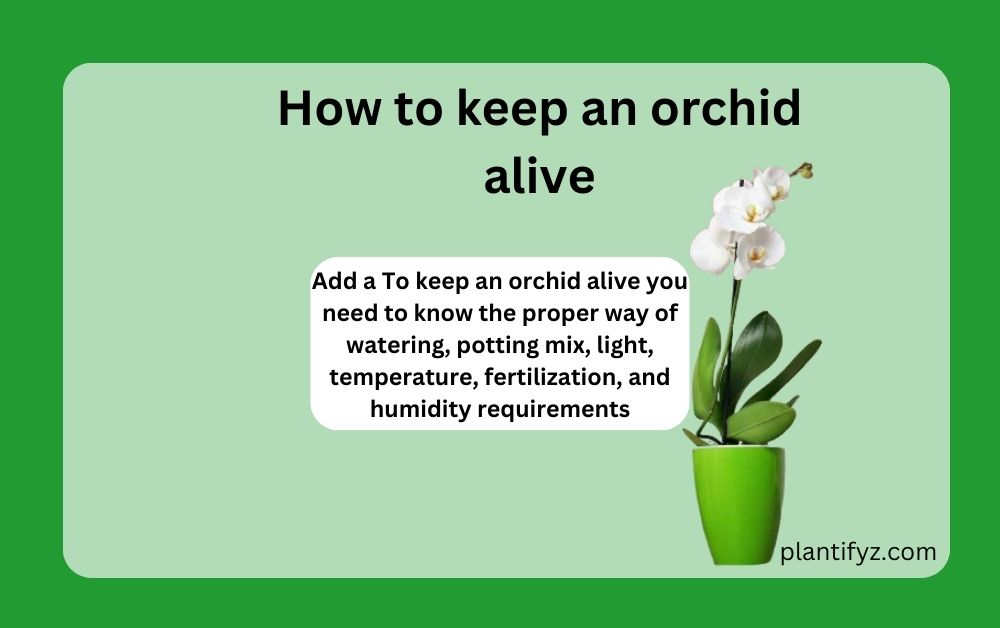 How to keep an orchid alive